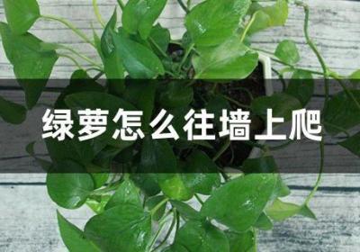 绿萝怎么往墙上爬
