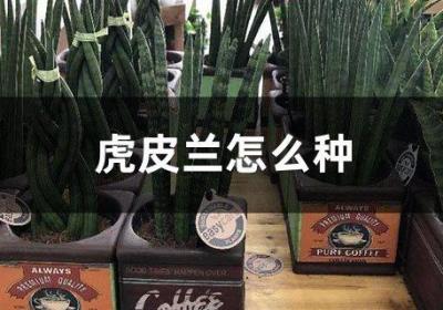 虎皮兰怎么种