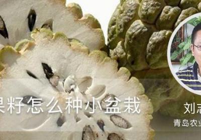 释迦果籽怎么种小盆栽
