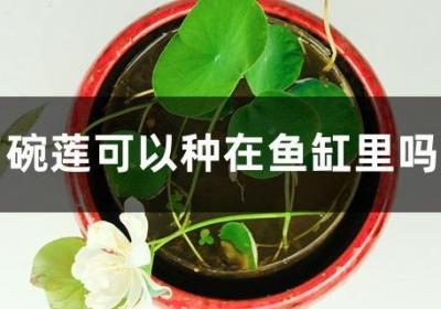 碗莲可以种在鱼缸里吗