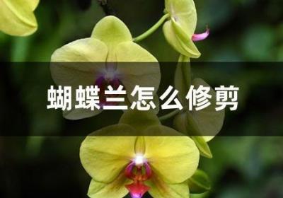 蝴蝶兰怎么修剪