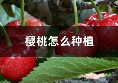 樱桃怎么种植