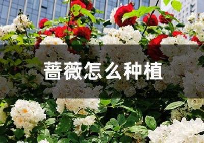 蔷薇怎么种植