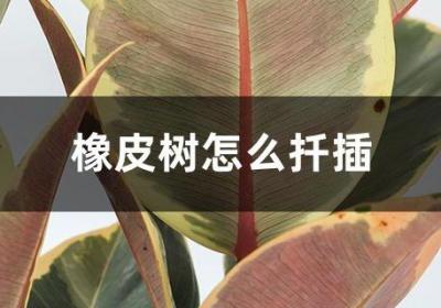 橡皮树怎么扦插
