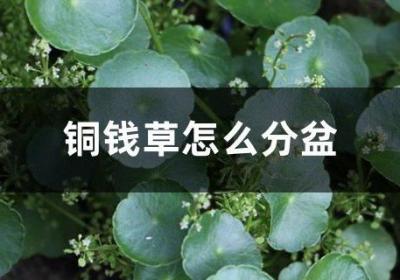 铜钱草怎么分盆