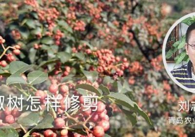 小花椒树怎样修剪