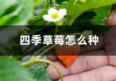 四季草莓怎么种