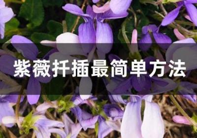 紫薇扦插最简单方法