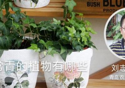 四季常青的植物有哪些