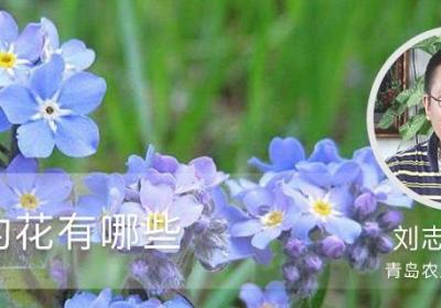 蓝色的花有哪些