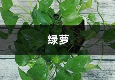 1分钟完成自动浇水，7天不管，绿萝照样疯长！