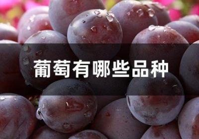 葡萄有哪些品种
