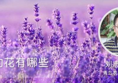 紫色的花有哪些
