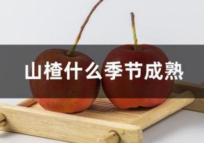 山楂什么季节成熟
