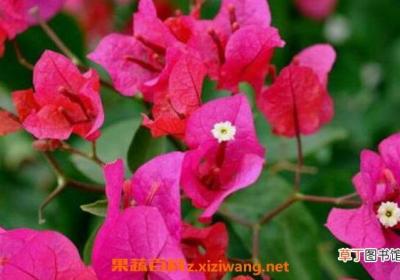 叶子花的功效与作用 叶子花的副作用