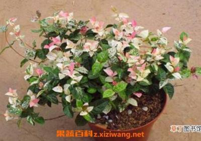 花叶络石怎么养 花叶络石的养殖方法