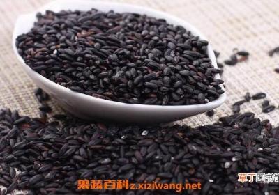 黑米和黑香米的区别 怎样鉴别黑米好坏