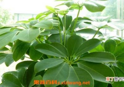 七叶莲与鸭脚木的区别 鸭脚木的功效
