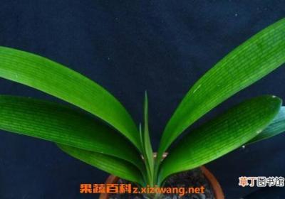 君子兰夏天怎么浇水 君子兰夏天怎么养