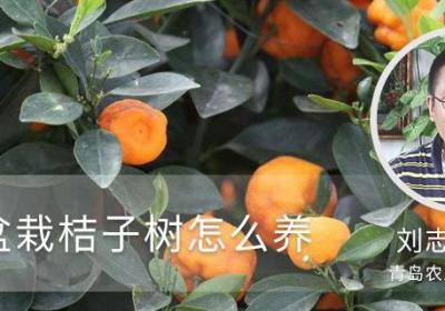 北方盆栽桔子树怎么养