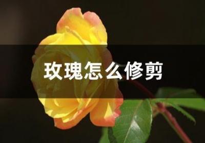 玫瑰怎么修剪