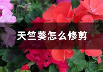天竺葵怎么修剪