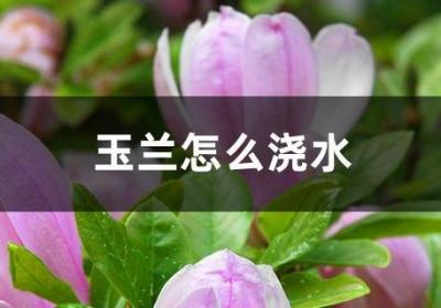 玉兰怎么浇水