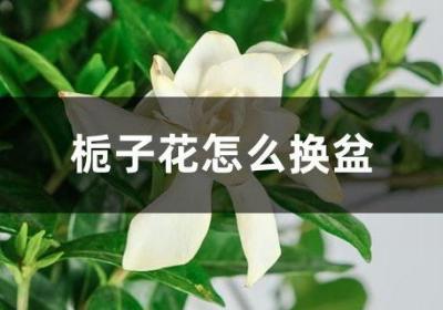 栀子花怎么换盆