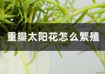 重瓣太阳花怎么繁殖