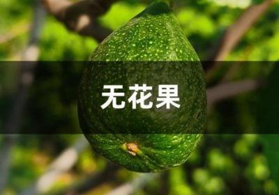 “无花果”剪个枝插土里，30天就生根，结的果子甜过蜜！