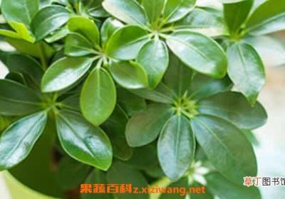 七叶莲的功效与作用及药用价值