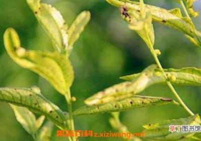果树黄叶病如何治 果树黄叶病的防治方法