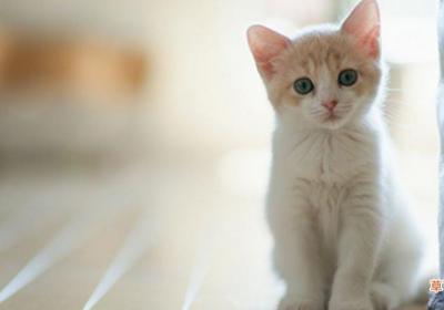 做梦梦到猫和我亲近是什么意思