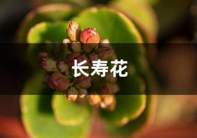 长寿花开花分散不旺盛，一个“蛋黄”喂下去，棵棵冒花拦不住！