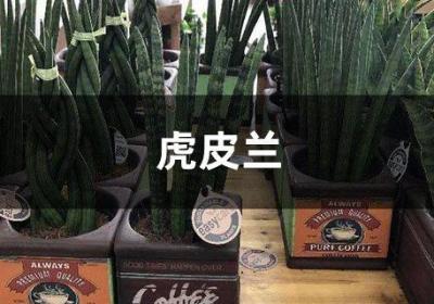 为什么“虎皮兰”总比别人家的矮半截？原来是没给它喂点“药”，只要1粒就可以