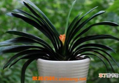 君子兰怎么种植 君子兰种子种植方法