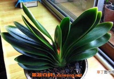 君子兰如何浇水 君子兰浇水的方法和注意事项