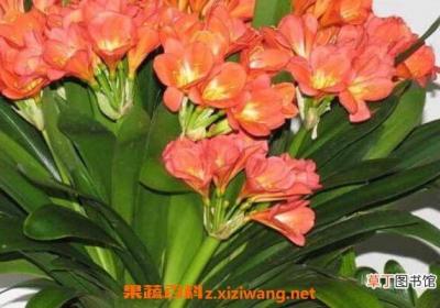 君子兰种子怎么种 君子兰种子种植方法技巧