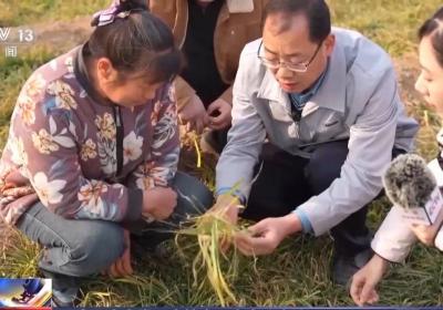 一线调研丨因地制宜强农业 田管方案也实现了“慧”种地