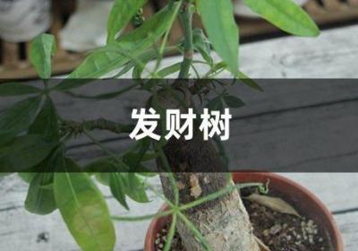 发财树也能播种？1个果1根枝，多到阳台放不下！