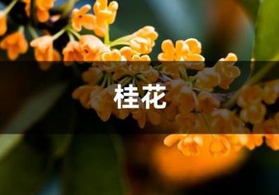 一根枝条，一个花盆，在家自己种桂花，不花钱也能嗅花香