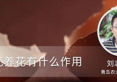 鸡蛋壳养花有什么作用