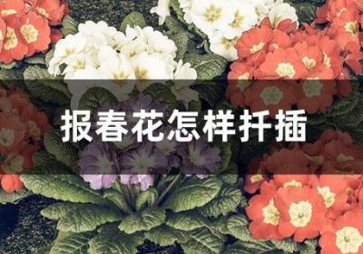 报春花怎样扦插