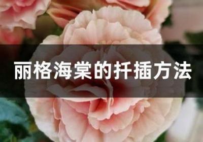 丽格海棠的扦插方法