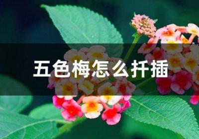 五色梅怎么扦插
