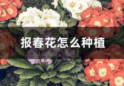 报春花怎么种植