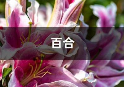 “百合”冬天也能养？做好这1点，安全度过冬天