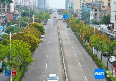 组图 | 海口部分芒果花已绽放，来奔赴一场金色的春宴！