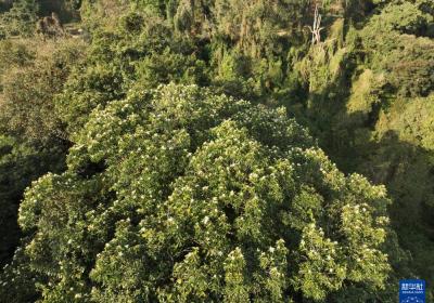 云南芒市发现极小种群野生植物壮丽含笑