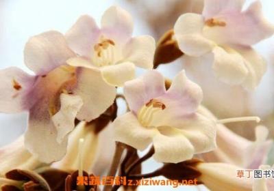 梧桐花的功效与作用 梧桐花的药用价值